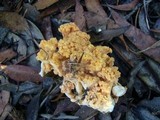 Ramaria holorubella image