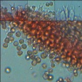 Laccaria fraterna image