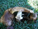 Agaricus silvaticus image