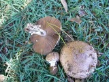 Agaricus silvaticus image