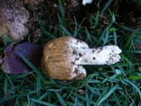 Agaricus silvaticus image