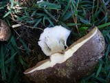 Agaricus silvaticus image