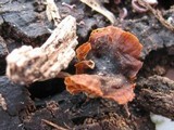 Bolbitius psittacinus image
