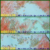 Bolbitius psittacinus image