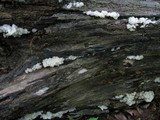 Ductifera pululahuana image