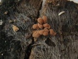 Arcyria denudata image