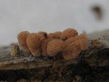 Arcyria denudata image