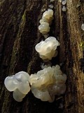 Gloeotromera alba image