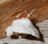 Clitopilus hobsonii image