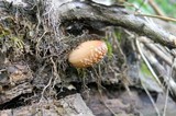 Coprinellus domesticus image