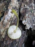 Pluteus admirabilis image
