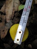 Pluteus admirabilis image