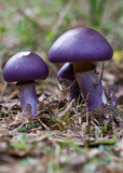 Cortinarius archeri image