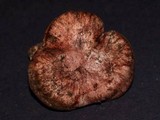 Hygrophorus purpurascens image