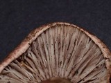 Hygrophorus purpurascens image