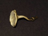 Polyporus leptocephalus image