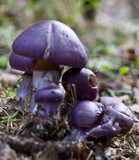 Cortinarius archeri image