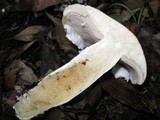 Stropharia hardii image