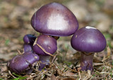 Cortinarius archeri image