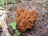 Gyromitra montana image