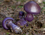 Cortinarius archeri image