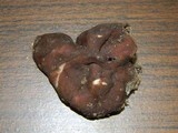 Gyromitra melaleucoides image
