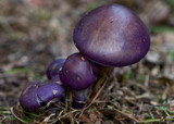 Cortinarius archeri image