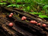 Lycogala epidendrum image