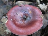 Russula vinacea image