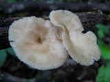 Polyporus craterellus image