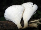 Polyporus craterellus image