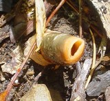 Mutinus elegans image