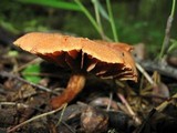 Cortinarius distans image