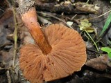 Cortinarius distans image