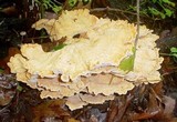 Laetiporus cincinnatus image