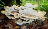 Laetiporus cincinnatus image