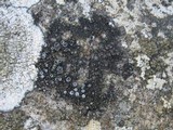 Caloplaca variabilis image