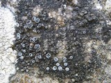 Caloplaca variabilis image