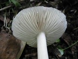 Megacollybia platyphylla image