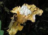 Laetiporus cincinnatus image