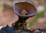 Plectania campylospora image