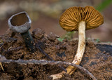 Plectania campylospora image