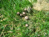 Panaeolus subbalteatus image