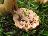 Abortiporus biennis image