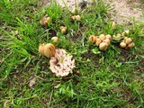 Abortiporus biennis image