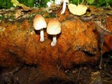Coprinellus radians image
