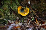 Caloscypha fulgens image