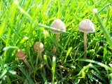 Panaeolus subbalteatus image