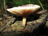 Pholiota polychroa image