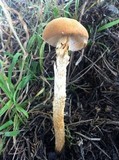 Battarrea phalloides image